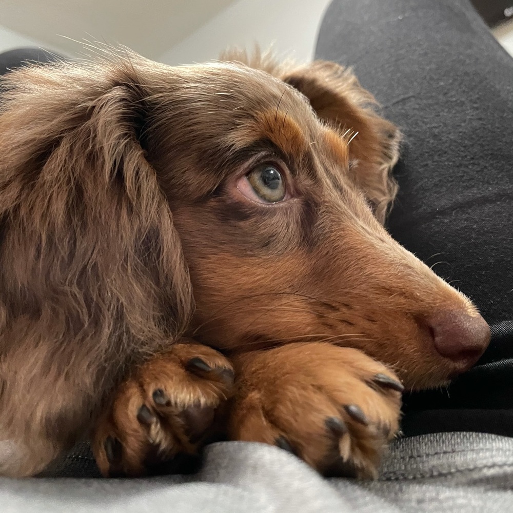 Meet your Posher, Yaselyn